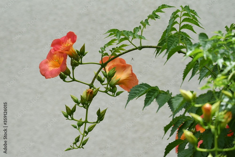盛夏少有的“颜值担当”，攀援而上的姿态真的爱了！