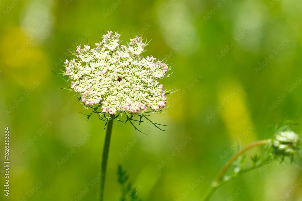 藏在根茎后的浪漫：这一朵蕾丝伞花，真的爱了！封面